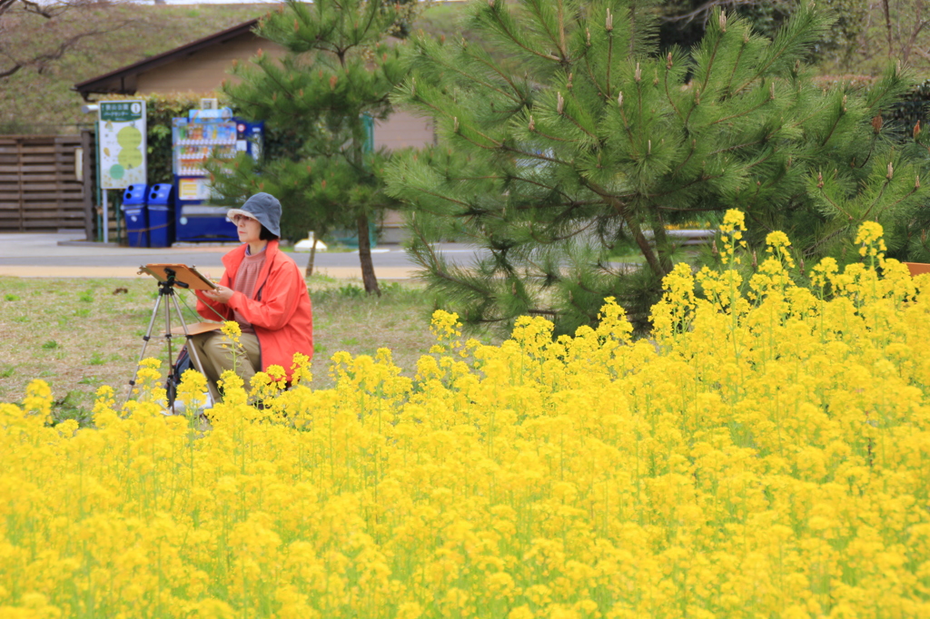 菜の花を写生