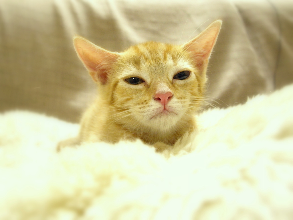 もう寝ていいですか