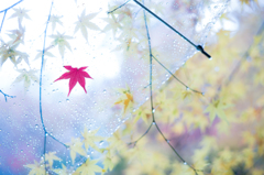 紅一点