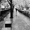 20170411 この雨にて桜千秋楽かな？