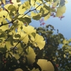 公孫樹