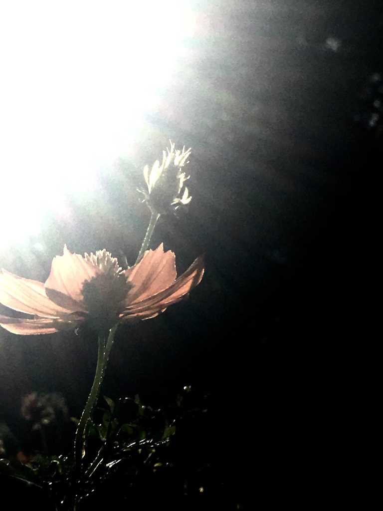 20161006黄花秋桜