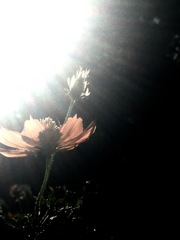 20161006黄花秋桜