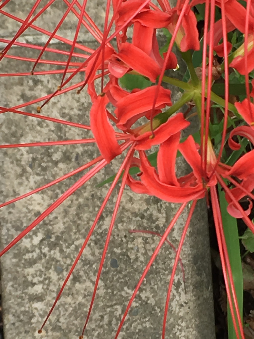 20160917曼珠沙華