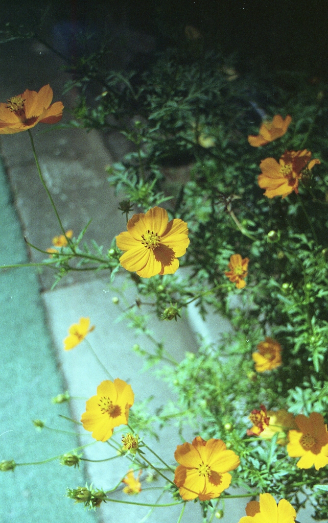 黄花秋桜弐