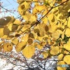 20161120白雲木紅葉