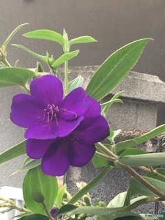 20160908ふた藍華