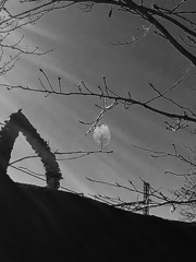 20161210the last leaf