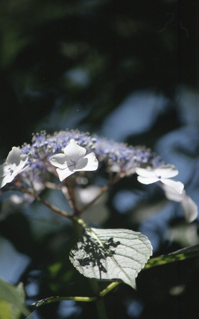 紫陽花Ⅰ