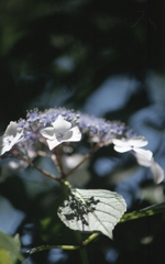 紫陽花Ⅰ