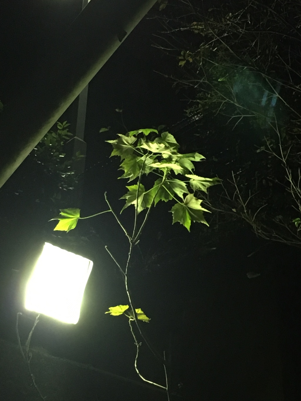 20161108スポットライト