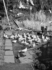 20170101 酉年だ！