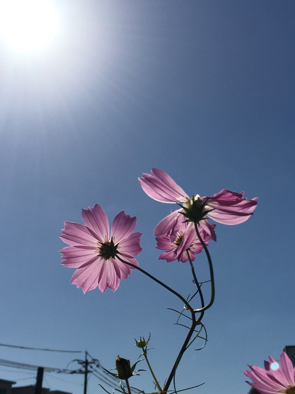 20161010快晴秋桜