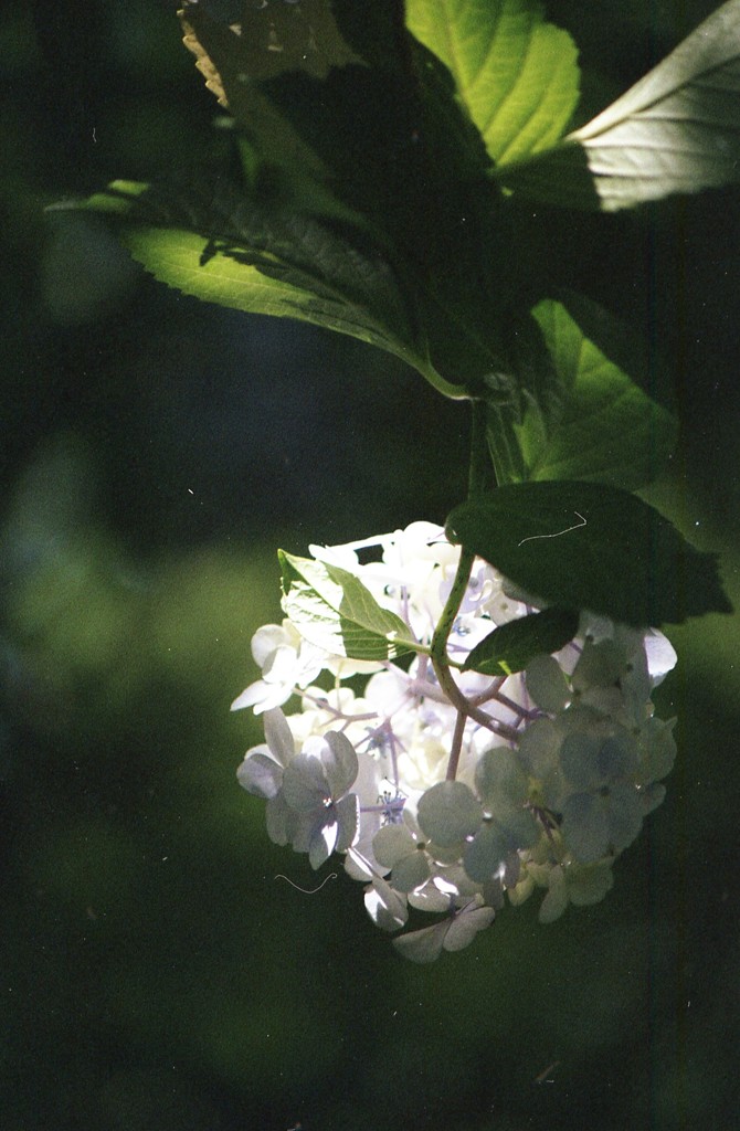 紫陽花Ⅱ