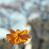 黄花秋桜肆