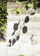 葉影　Ⅰ