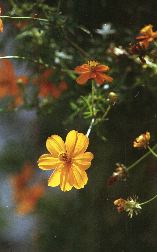 黄花秋桜壱