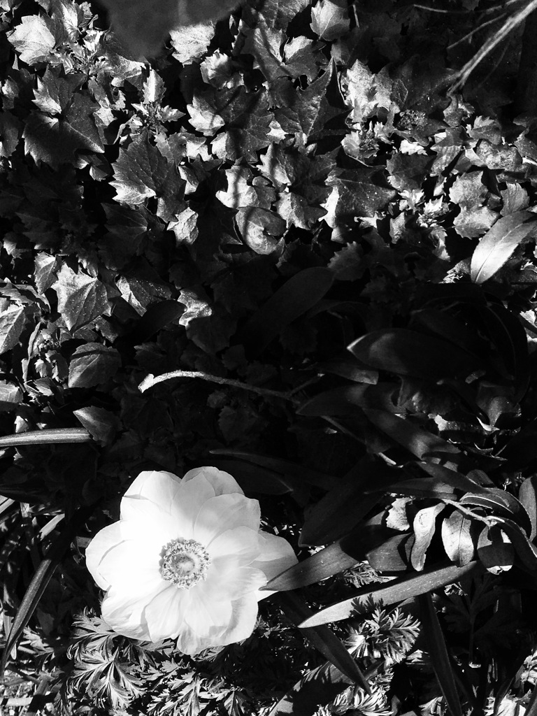 20170320 白華