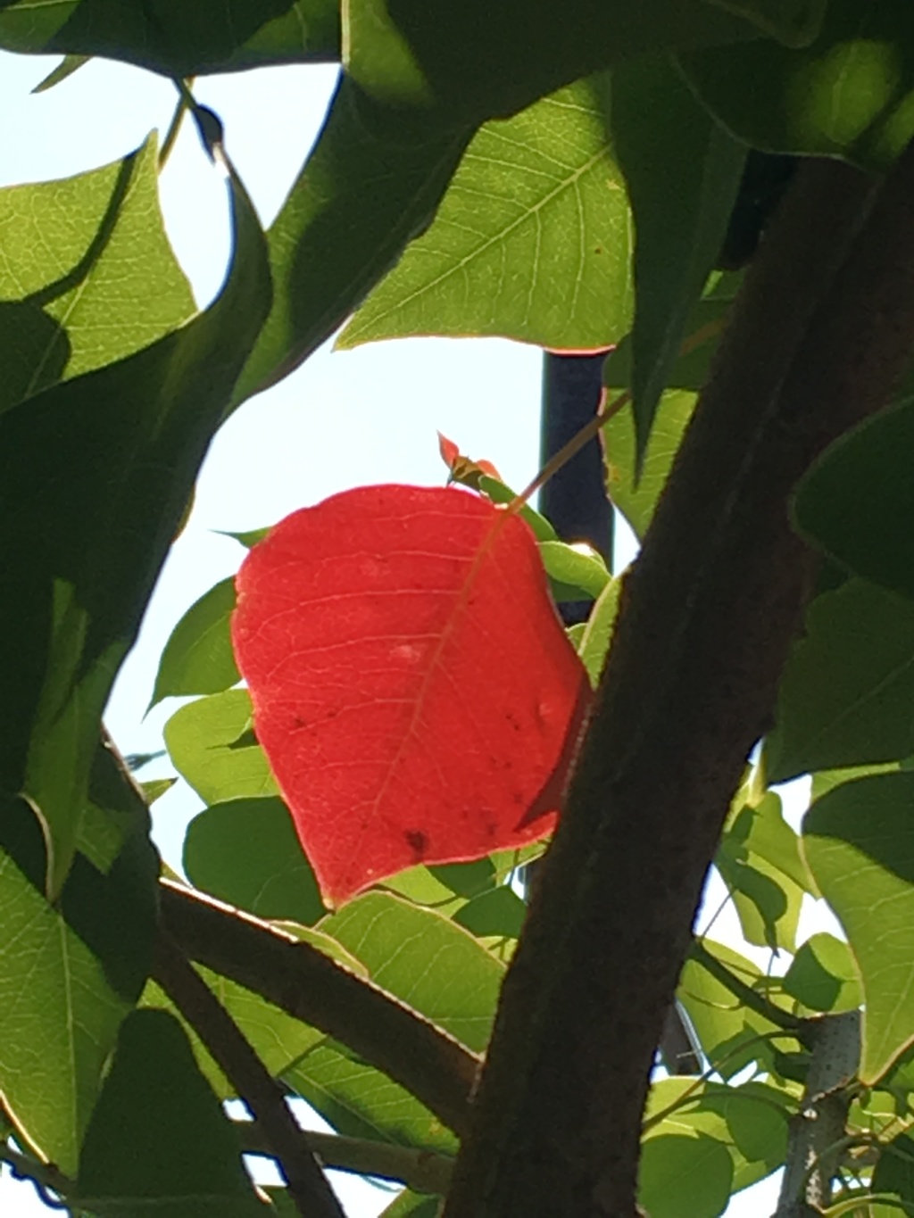 20161019一番紅