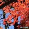 20161211もみじ
