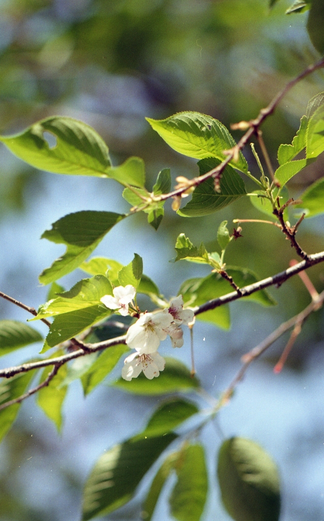 若葉と桜華