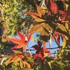 20161024やまもみじ、朝日ひうける