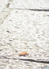 石畳の上に　参