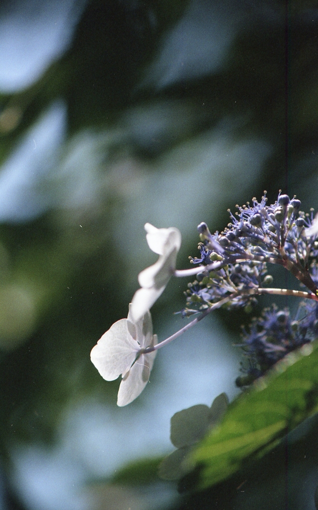 紫陽花Ⅲ