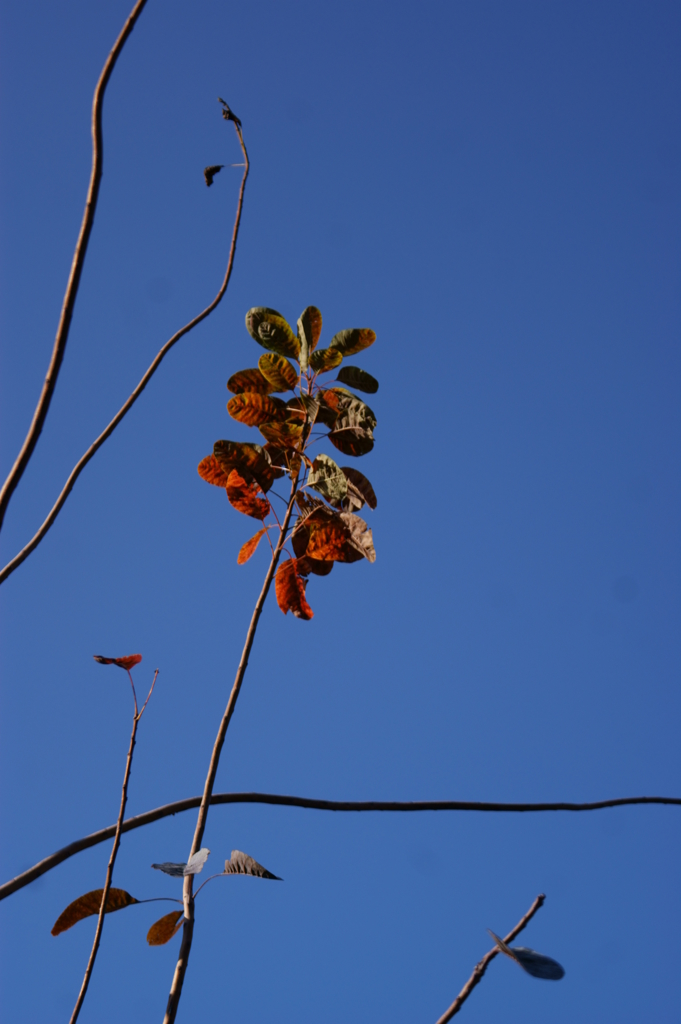 紅葉始まり　四