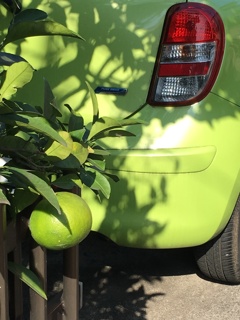 20161106きみどり