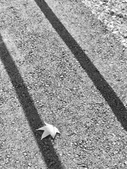 20170114 真冬落葉