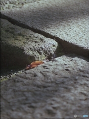 石畳の上に　六