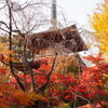 豪徳寺紅葉