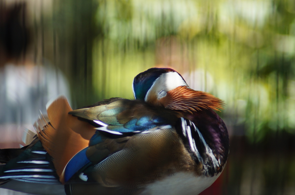 写実の世界　オシドリ