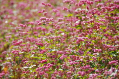 赤そばの花