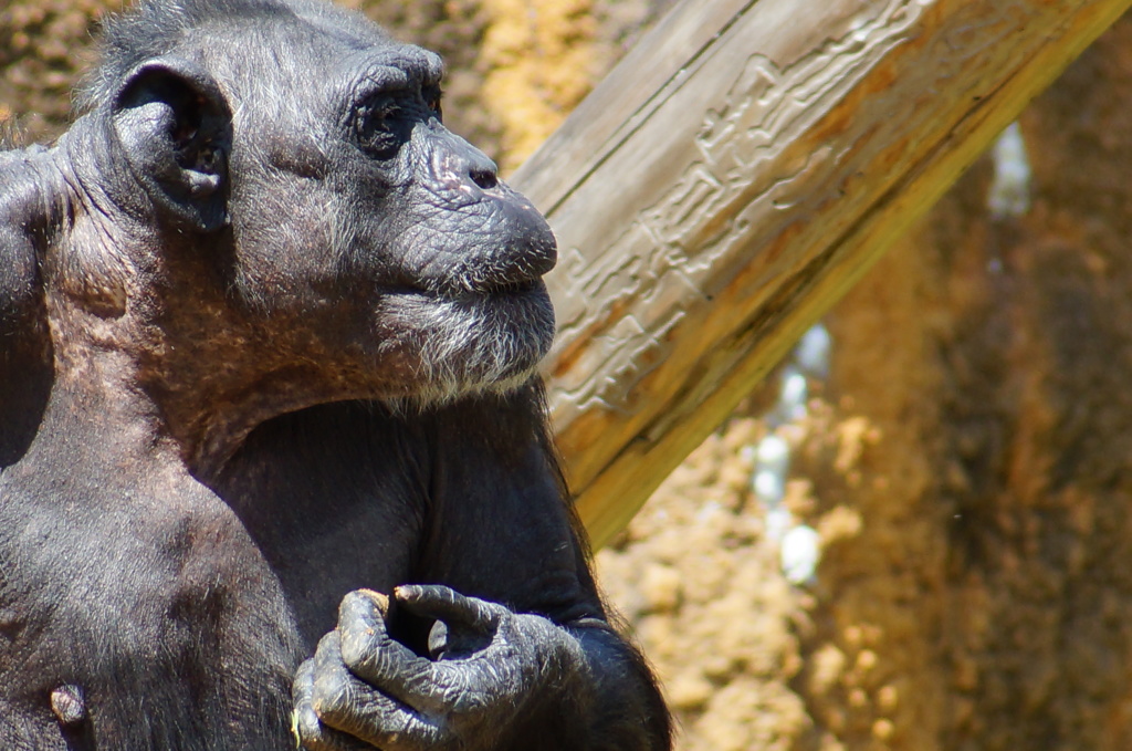 写実の世界　チンパンジー