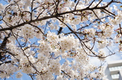 画面いっぱいの、桜