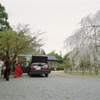 桜に見送られる花嫁