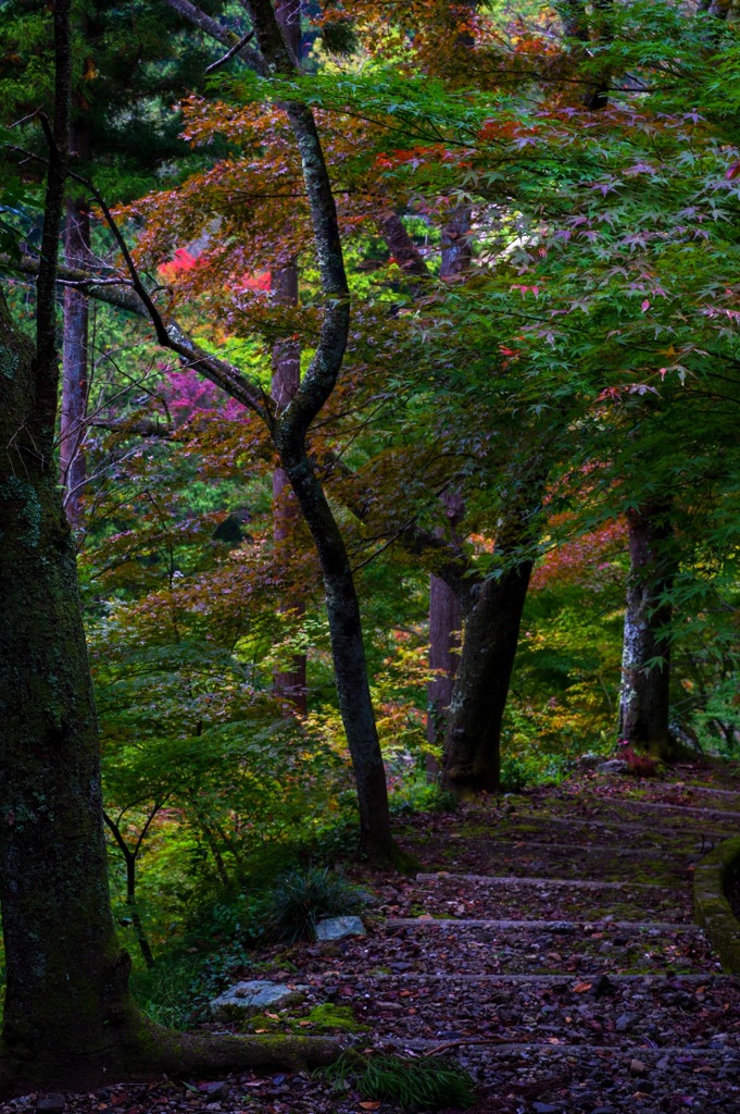 花筐公園　～まだ紅葉には早いのに朝の澄んだ空気に当てられて散歩～