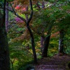 花筐公園　～まだ紅葉には早いのに朝の澄んだ空気に当てられて散歩～