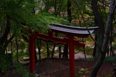 花筐公園　～鳥居とペンタックスグリーン～