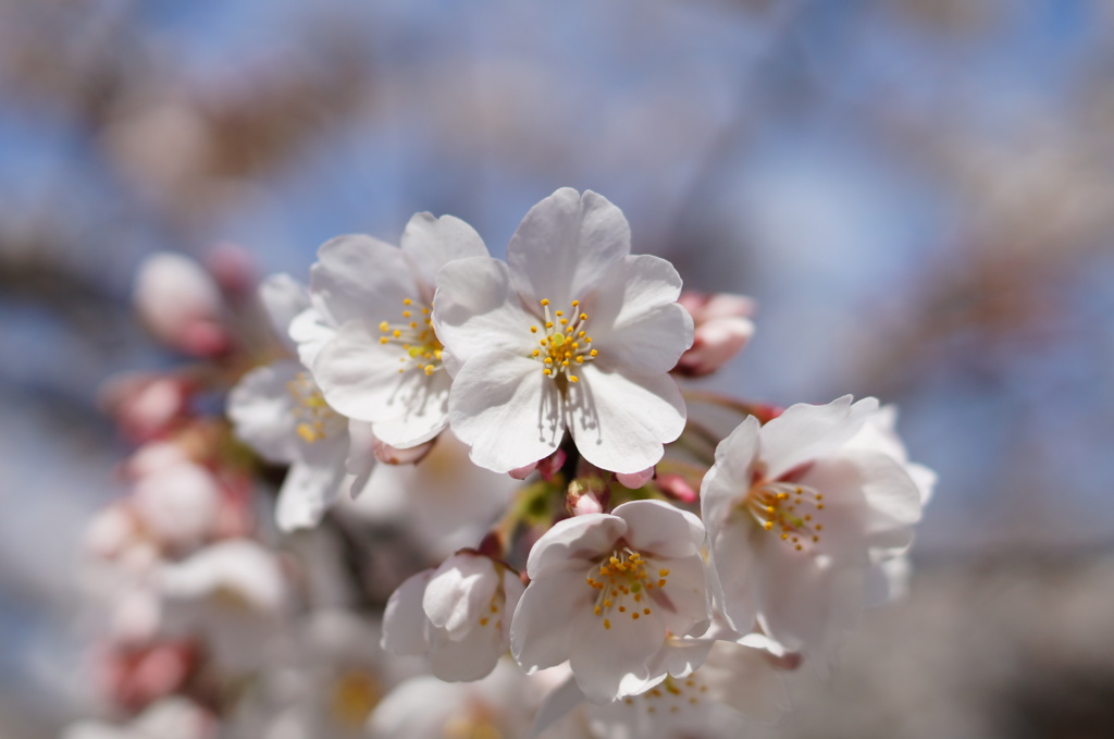 ザ・桜