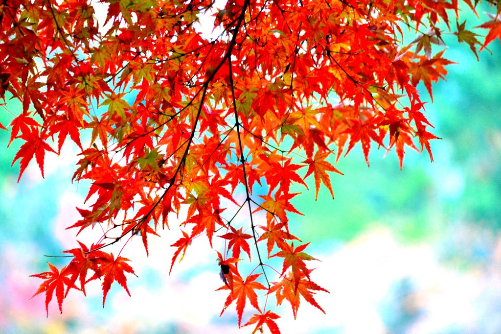 紅葉