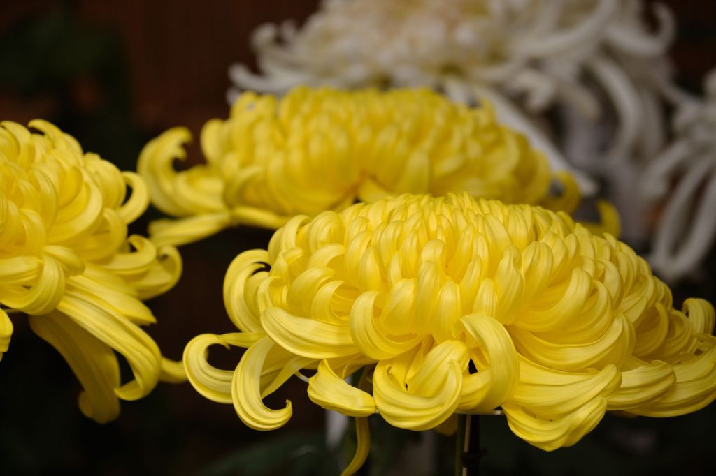 菊
