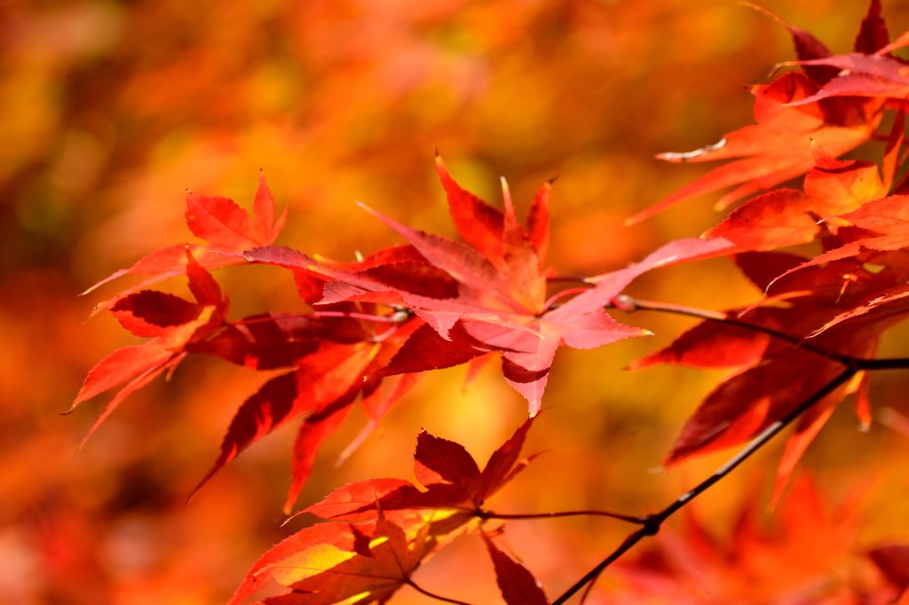 紅葉