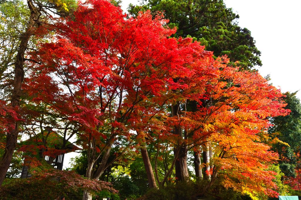 紅葉