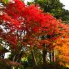 紅葉