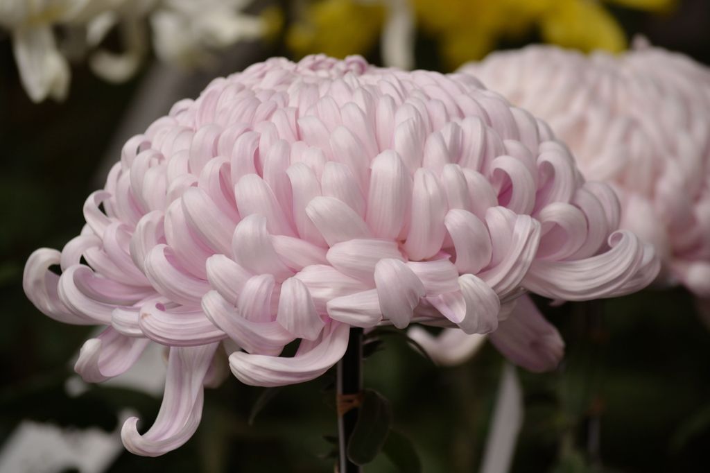 菊
