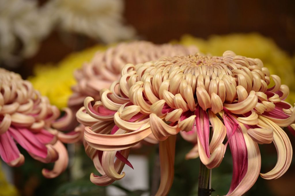 菊