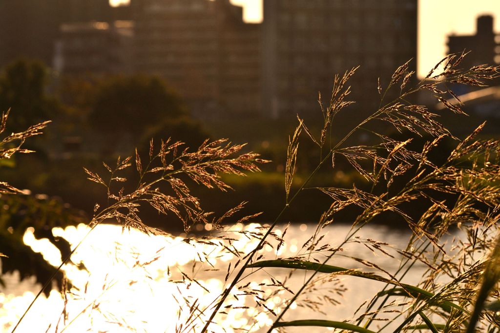 夕方の川風